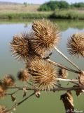 Arctium &times; mixtum