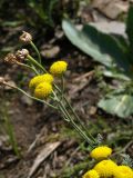 Tanacetum santolina