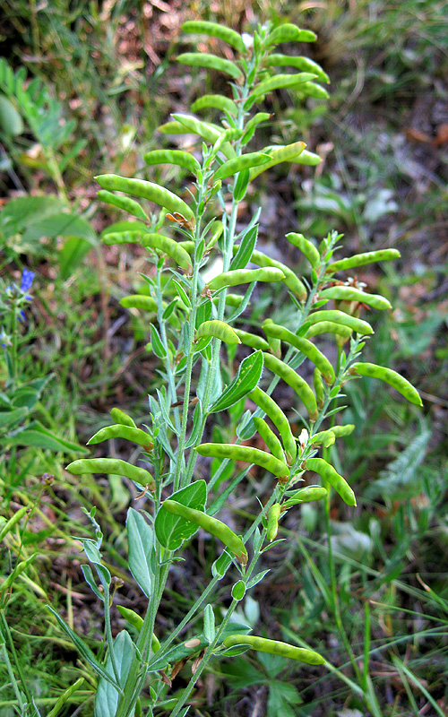 Image of Genista tinctoria specimen.