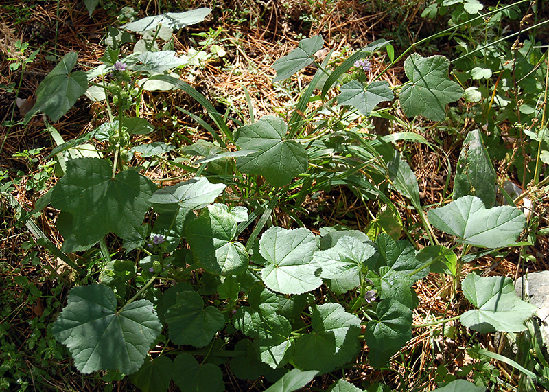 Image of Malva verticillata var. neuroloma specimen.