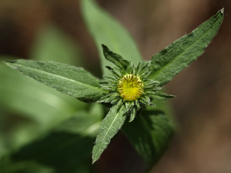 Image of Inula britannica specimen.