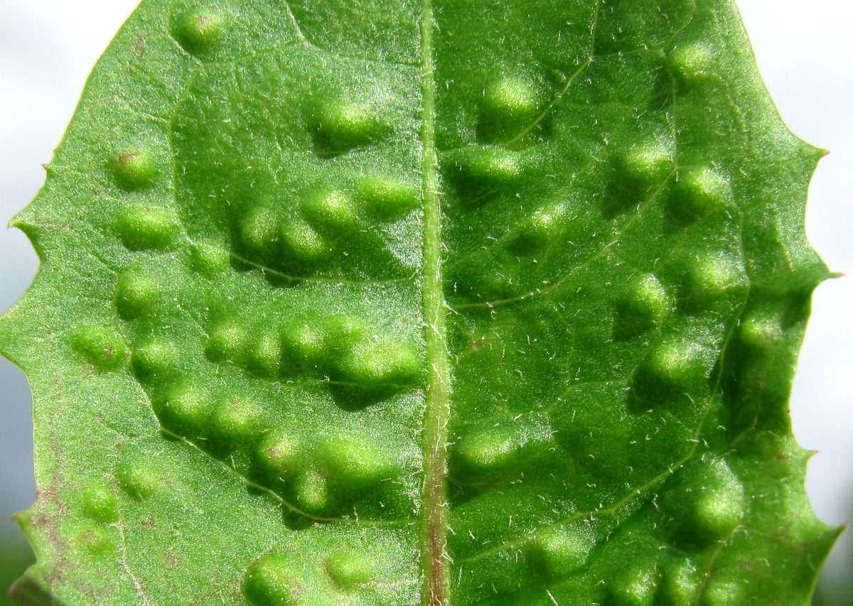 Изображение особи Taraxacum officinale.