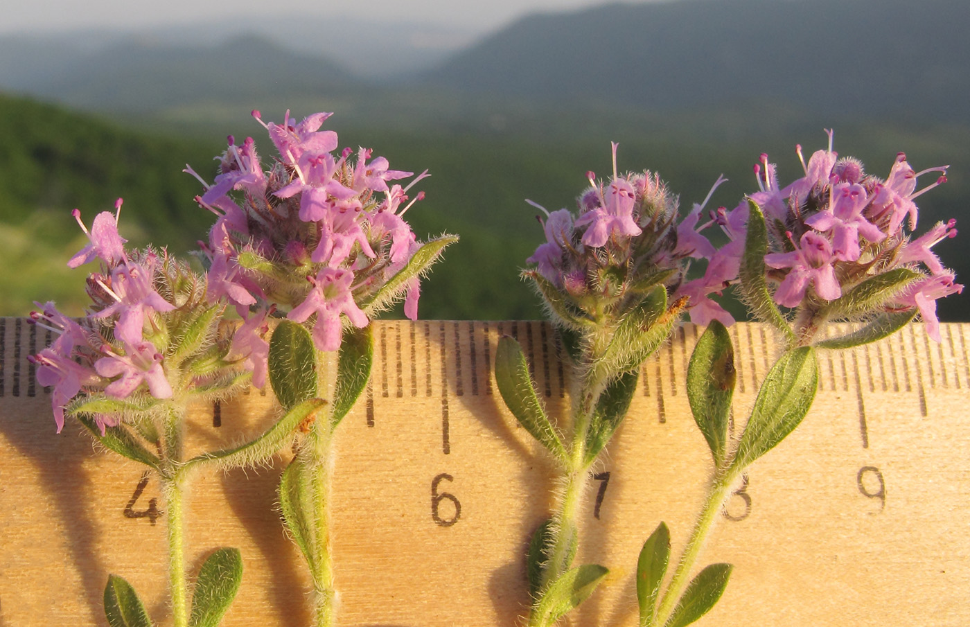 Изображение особи Thymus markhotensis.