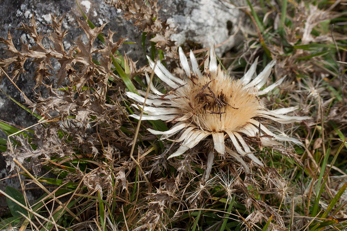 Изображение особи Carlina acaulis ssp. caulescens.