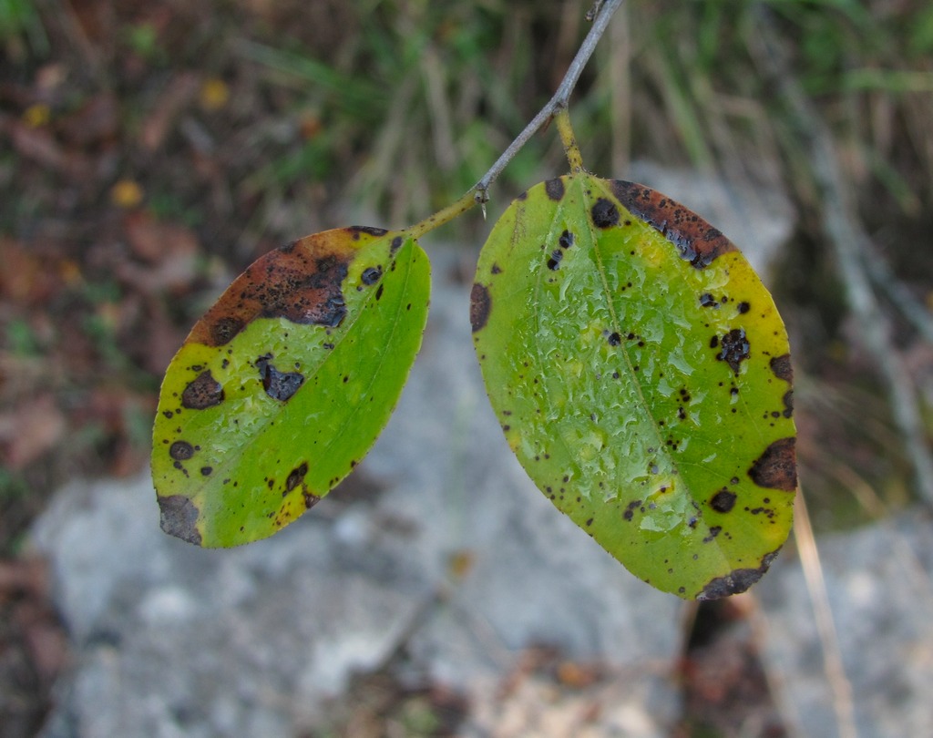 Image of Paliurus spina-christi specimen.