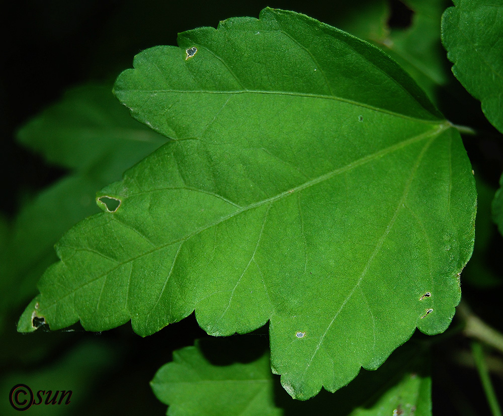 Image of Hibiscus syriacus specimen.
