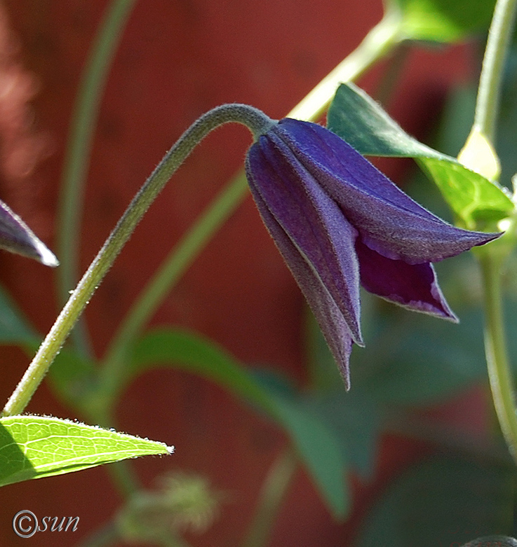 Изображение особи Clematis &times; jackmanii.