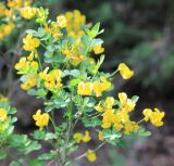 Hippocrepis emeroides. Верхушки побегов с цветками. Южный берег Крыма, заповедник \"Мыс Мартьян\". 13 мая 2014 г.