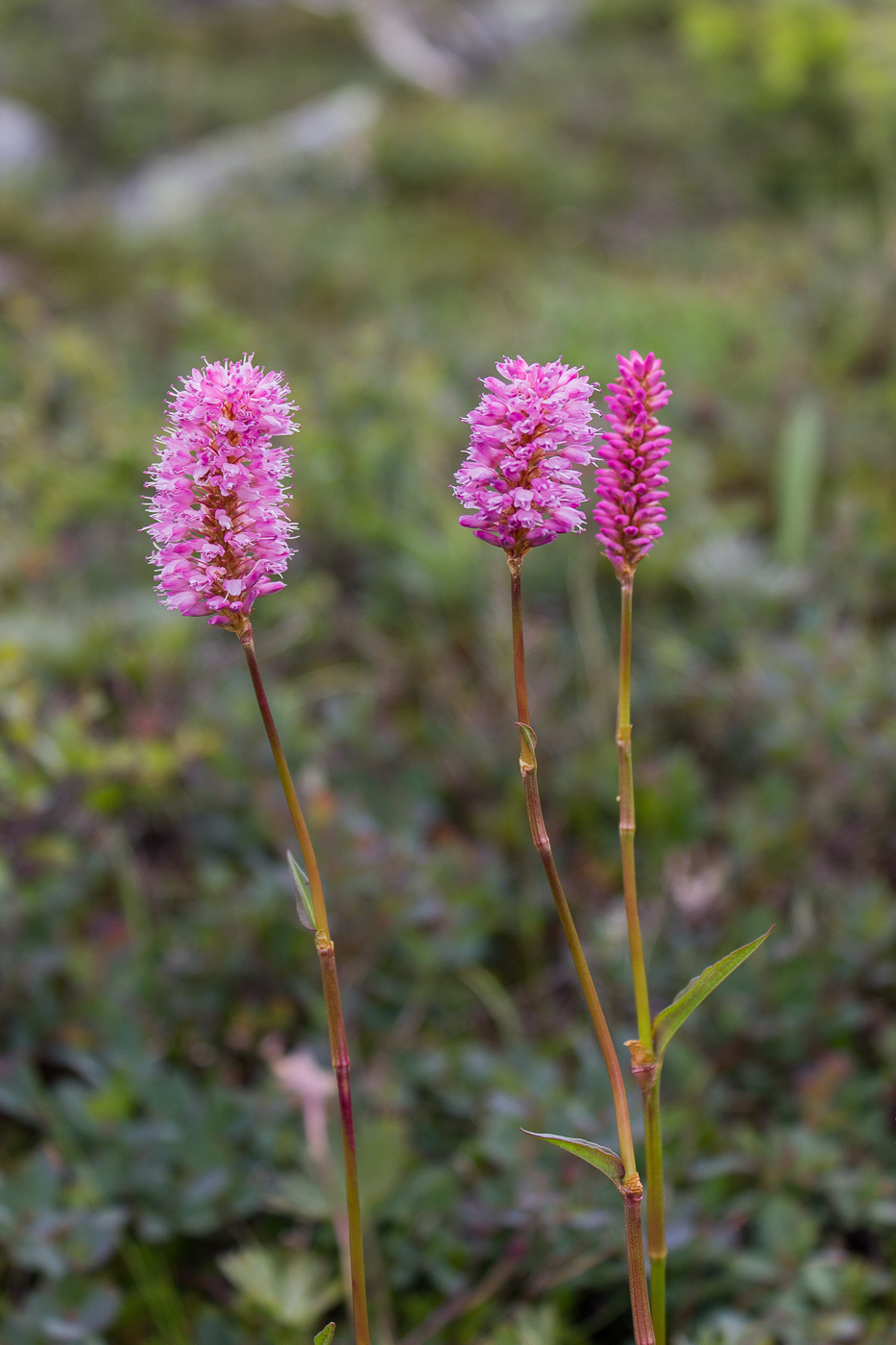 Image of genus Bistorta specimen.