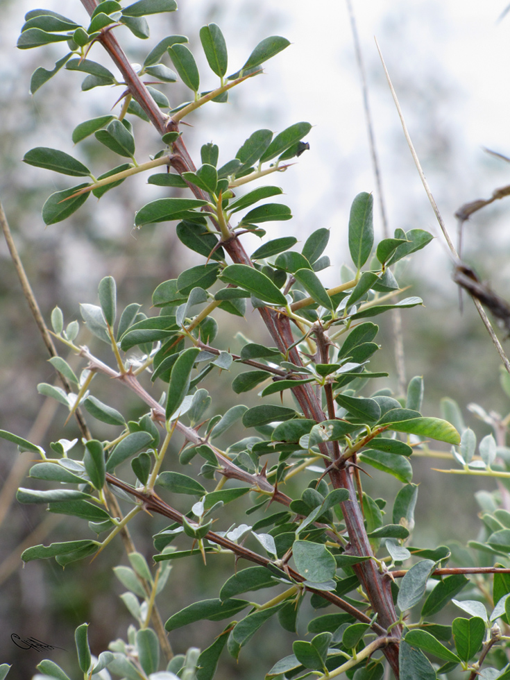 Image of Halimodendron halodendron specimen.