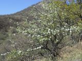 Pyrus elaeagrifolia