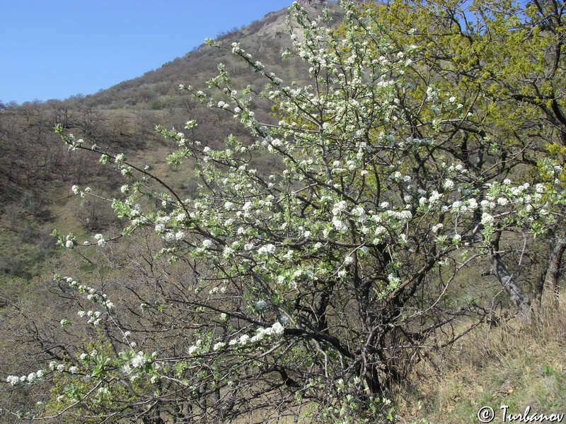 Image of Pyrus elaeagrifolia specimen.
