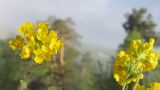 Alyssum trichostachyum