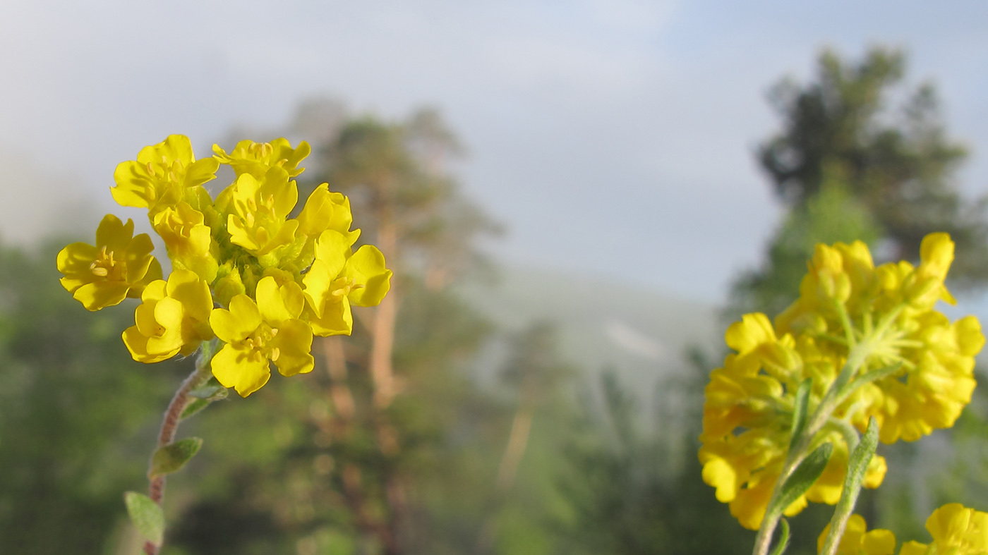 Изображение особи Alyssum trichostachyum.