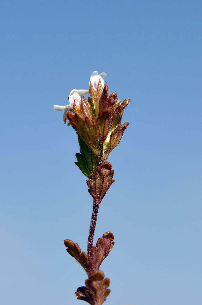 Изображение особи Euphrasia regelii.