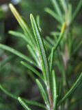 Rosmarinus officinalis. Лист (видна его нижняя сторона). Испания, Каталония, провинция Girona, Costa Brava, Sant Feliu de Guíxols, в подлеске жестколистного средиземноморского леса. 23 октября 2008 г.