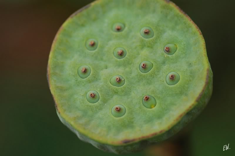 Image of Nelumbo nucifera specimen.