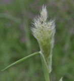 Polypogon monspeliensis