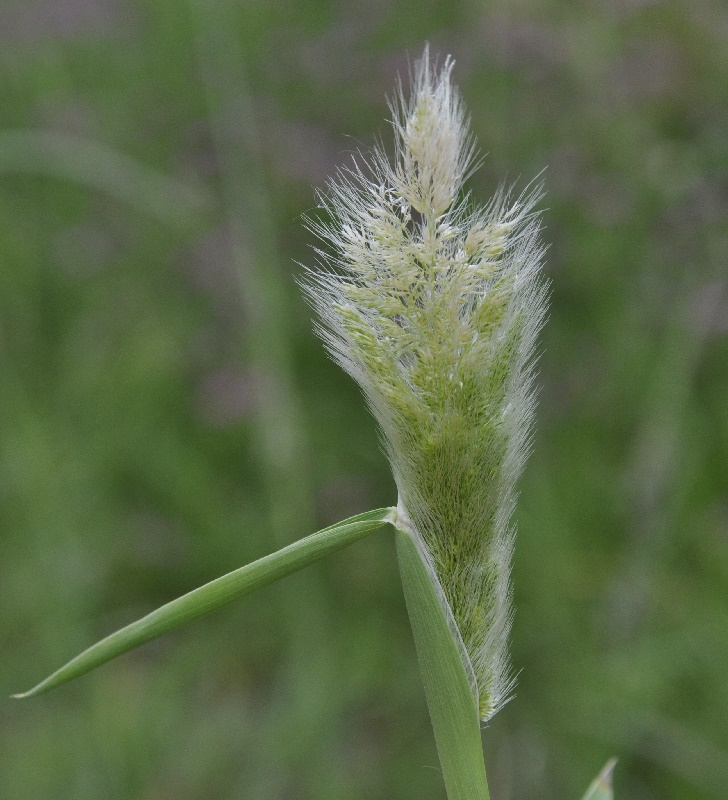 Изображение особи Polypogon monspeliensis.