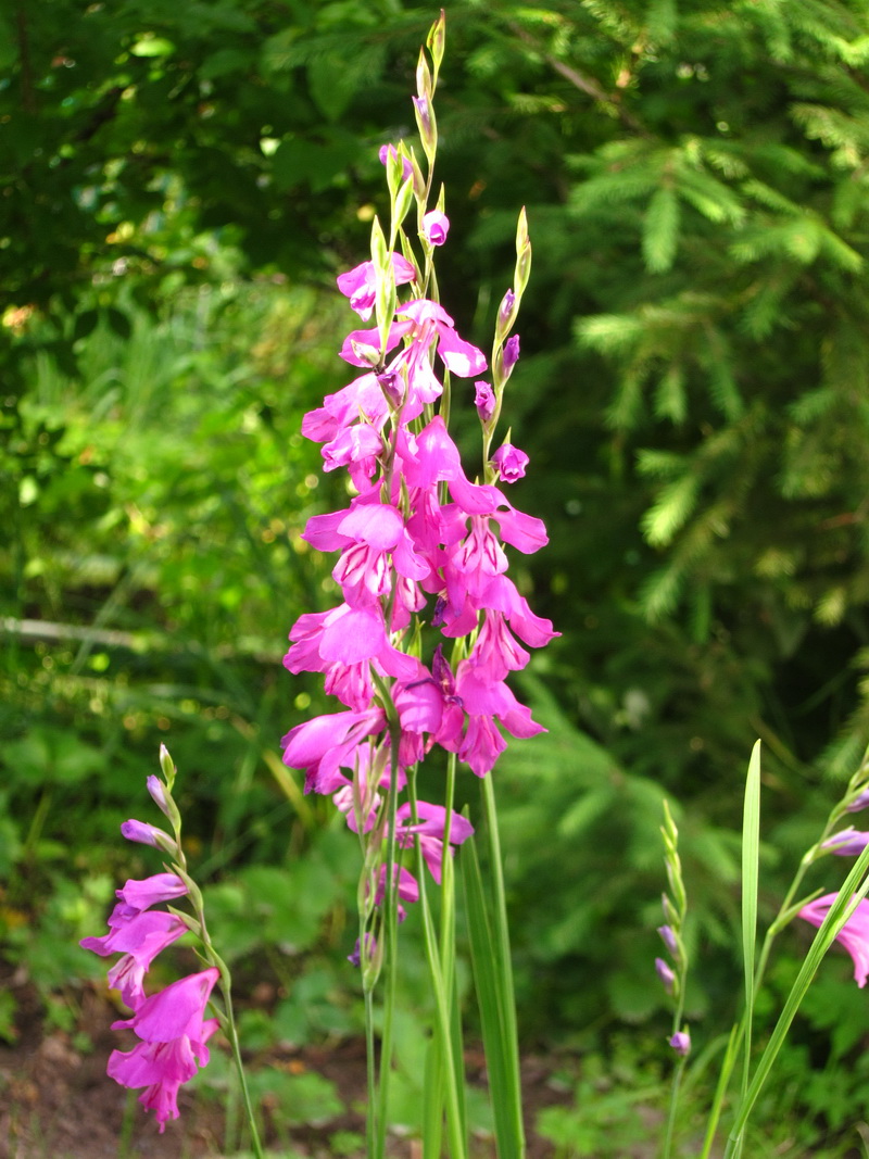 Image of Gladiolus imbricatus specimen.