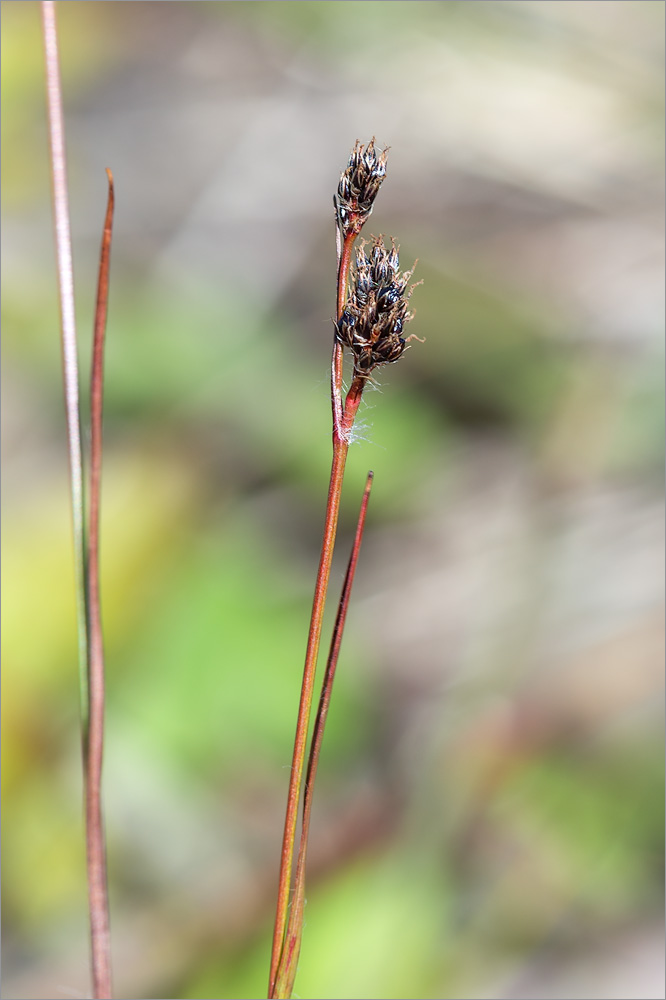 Image of genus Luzula specimen.