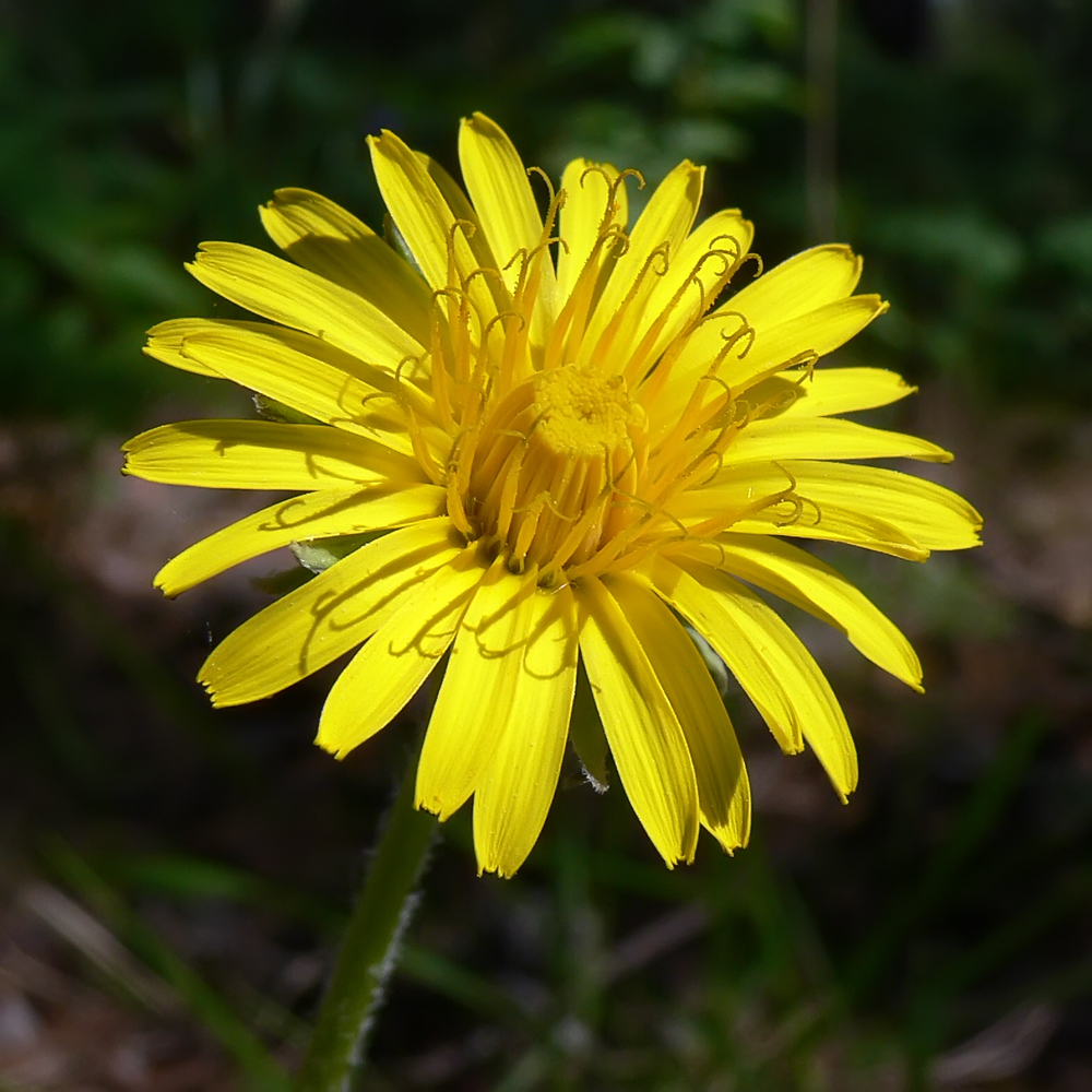 Изображение особи Taraxacum marklundii.