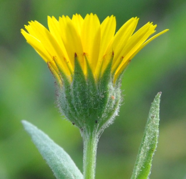 Изображение особи Calendula arvensis.