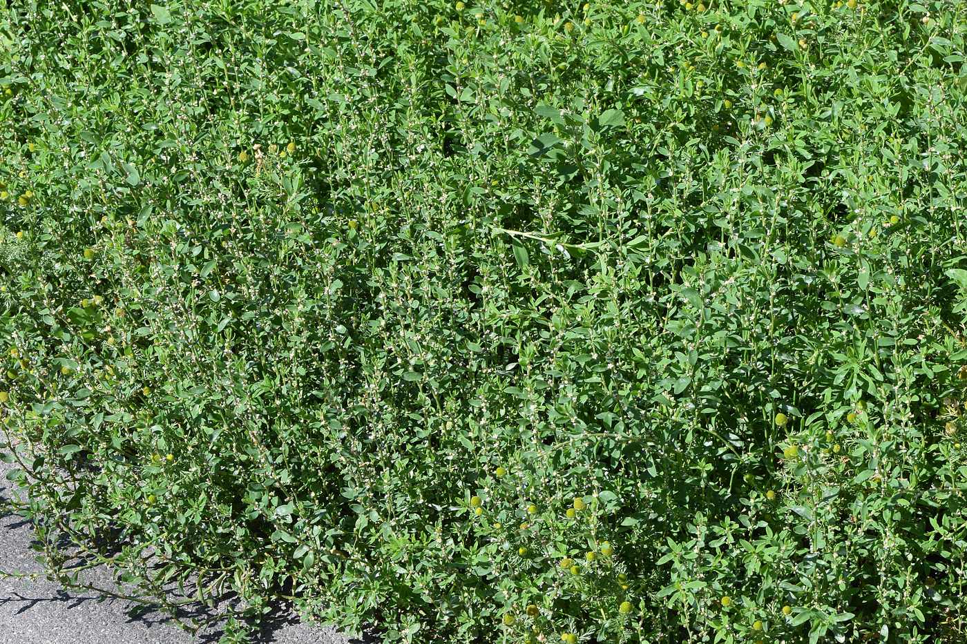 Image of Polygonum aviculare specimen.