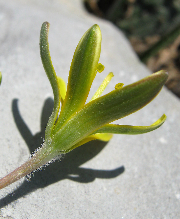 Image of Gagea dubia specimen.