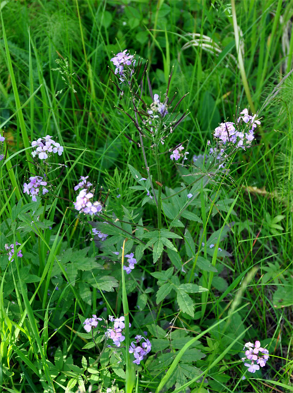 Image of Cardamine macrophylla specimen.