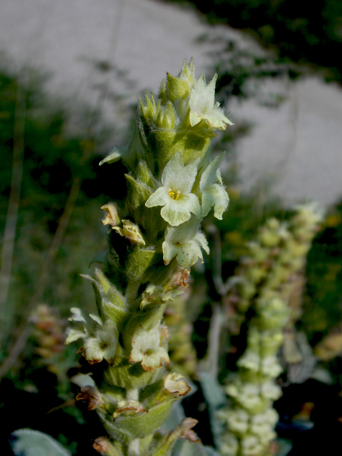 Изображение особи Sideritis euxina.