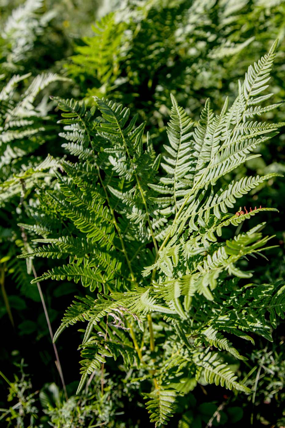 Image of Pteridium pinetorum specimen.