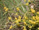 Ephedra dahurica