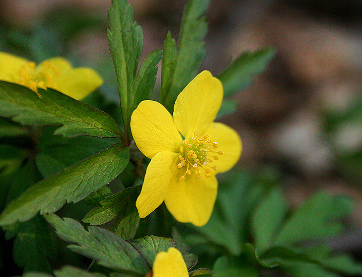 Изображение особи Anemone ranunculoides.