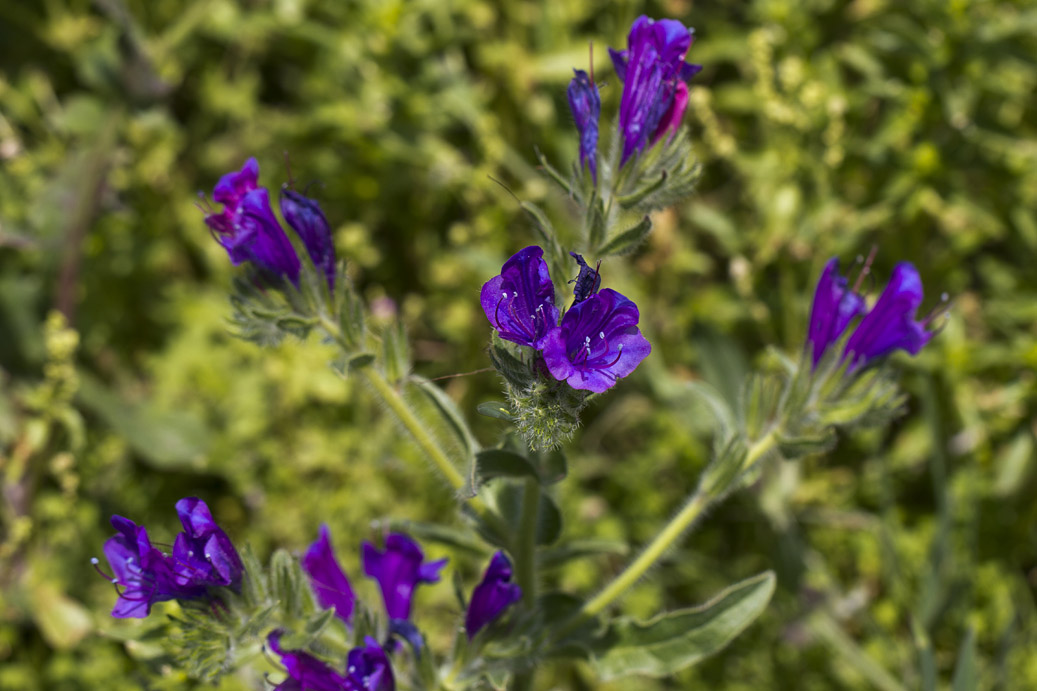 Image of Echium plantagineum specimen.