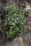 Arabis caucasica. Цветущее растение. Внутренняя гряда Крымских гор в р-не Бахчисарая. Конец апреля 2008 г.