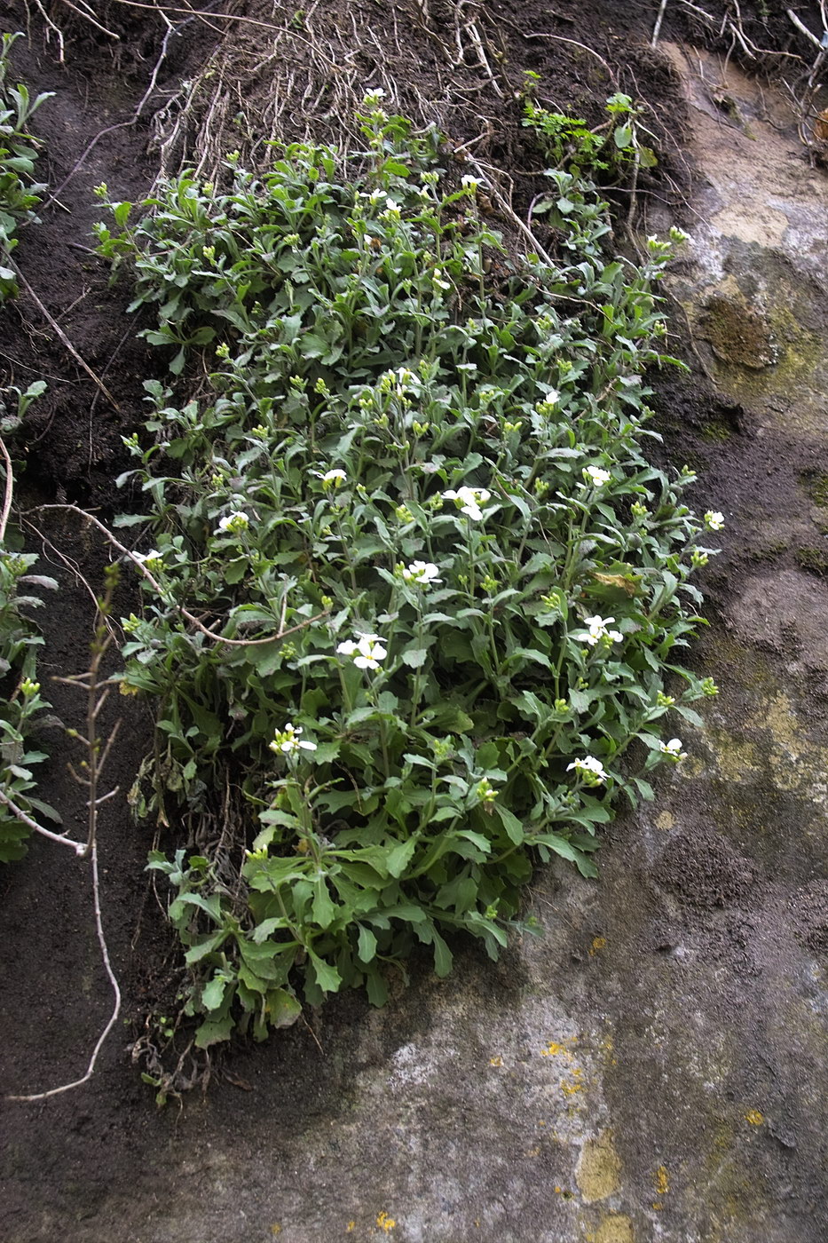 Image of Arabis caucasica specimen.