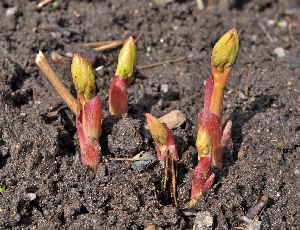 Изображение особи Paeonia obovata.