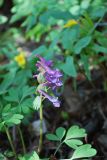 Corydalis solida