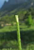 Papaver albiflorum