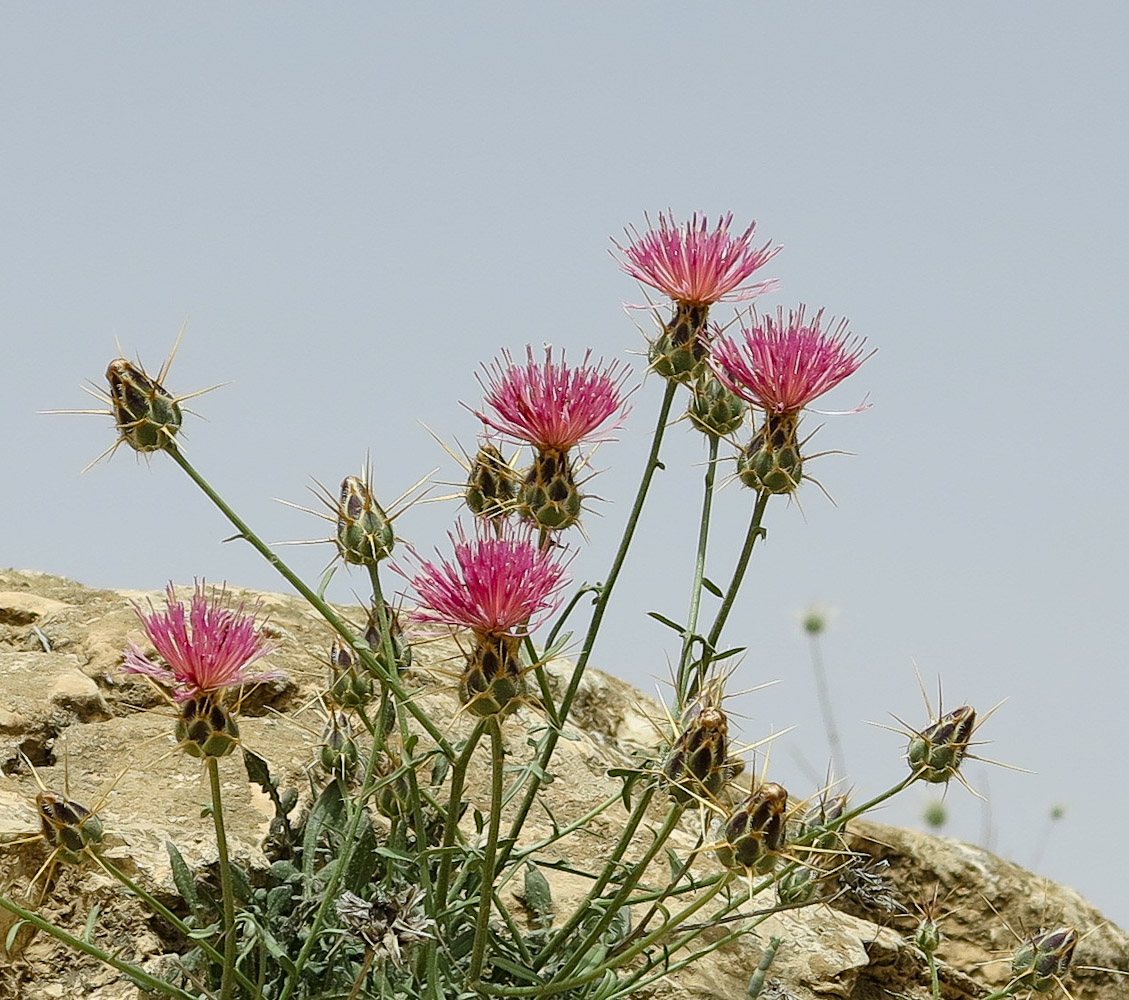 Image of Centaurea eryngioides specimen.