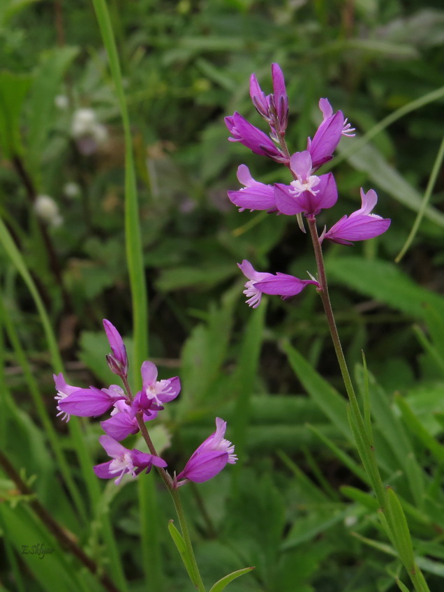 Изображение особи Polygala cretacea.