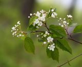 Sorbus alnifolia