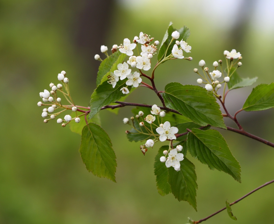 Изображение особи Sorbus alnifolia.