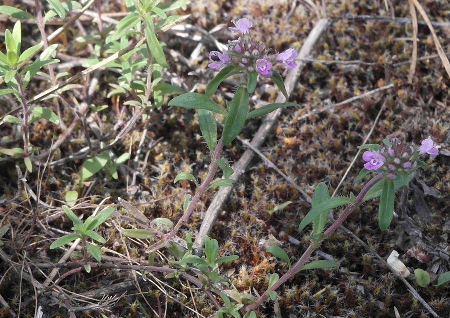 Изображение особи Thymus serpyllum.