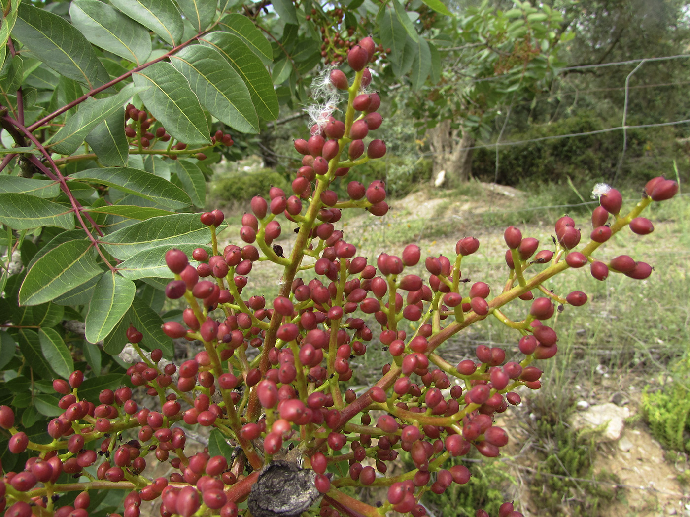 Изображение особи Pistacia terebinthus.