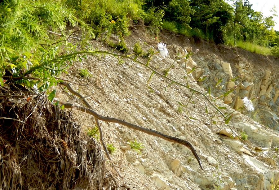 Image of Lactuca tuberosa specimen.