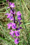 Anacamptis laxiflora подвид elegans. Соцветие. Украина, Херсонская обл., Голопристанский р-н, о-в Тендровская Коса, северо-западная часть. 27 мая 2007 г.