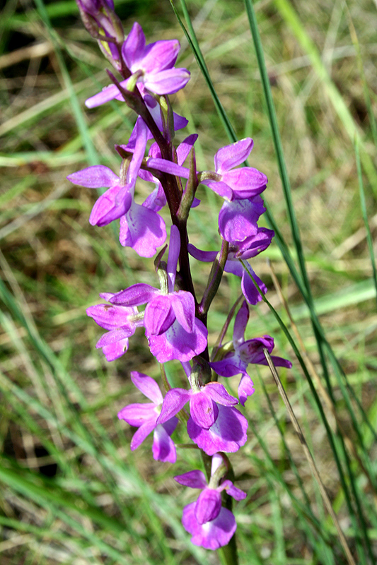 Image of Anacamptis laxiflora ssp. elegans specimen.