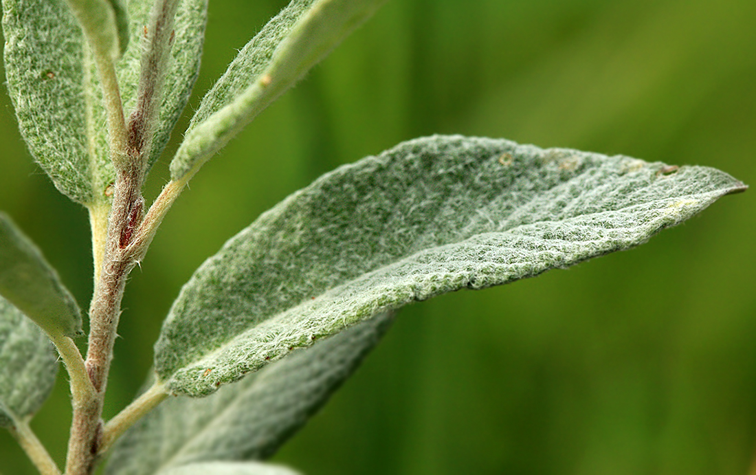 Image of Salix lapponum specimen.